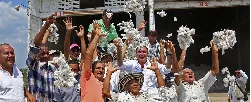 MinAgricultura lanza plan para impulsar la siembra de 20 mil hectáreas de algodón - 19 de Agosto de 2015
