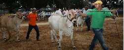 Departamentos de la costa, mayores beneficiados con programa de alimentación bovina - 19 de Agosto de 2015