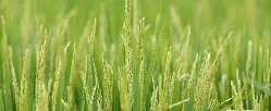 MinAgricultura y Fedearroz inauguran primera planta de secamiento, almacenamiento y trilla de arroz - 28 de Agosto de 2015