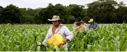 Aseguradas 23 mil toneladas de alimento bovino para época más cruda del Fenómeno del Niño - 16 de Septiembre de 2015