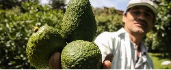 Encuentro binacional entre Brasil y Colombia fijará hoja de ruta para cooperación en el agro - 28 de Septiembre de 2015