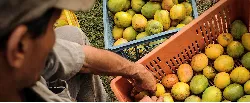 Ponen en marcha proyecto de fortalecimiento comercial y empresarial con productores de frutas y hortalizas - 29 de Octubre de 2015