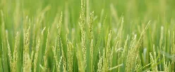 LA OFICINA DE ASUNTOS INTERNACIONALES DEL MINISTERIO DE AGRICULTURA Y DESARROLLO RURAL COMUNICA - 09 de Noviembre de 2015