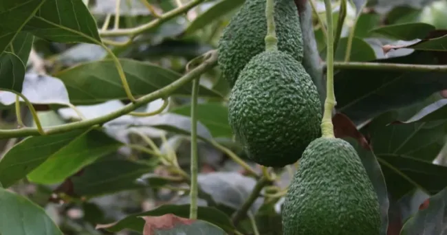 Exportaciones de aguacate Hass seguirán creciendo en 2025 tras éxito en el Super Bowl