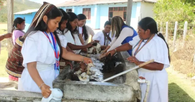 AGROSAVIA fortalece la producción sostenible y la cultura Arhuaca en la tierra donde nace el sol, Nabusímake