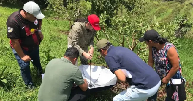 Productores de guayaba se fortalecen en el manejo del picudo y la roya para mejorar sus cosechas