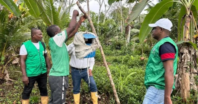 El ICA le entregó a Fedecoco más de 2.000 millones de pesos para combatir el Picudo Negro en los cultivos de coco de Nariño