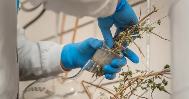 Adiós a los gorgojos del maíz de forma natural
