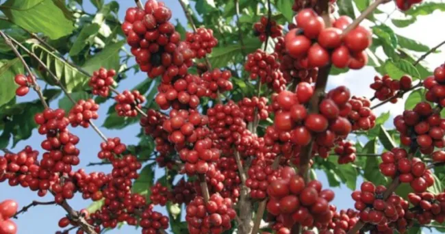Producción de Café de Colombia crece +36% en el primer trimestre de 2025