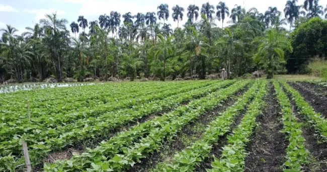 Científicos estudian fríjoles tolerantes a la sequía, una respuesta al cambio climático en Colombia