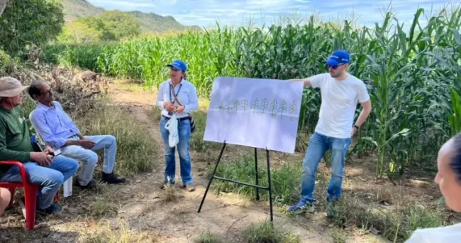El achaparramiento del maíz se puede superar