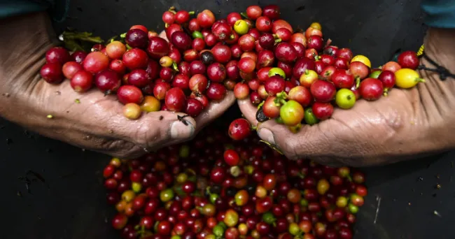 ¡Secar café como nunca antes! Una innovación de la UNAL en Agroexpo 2025