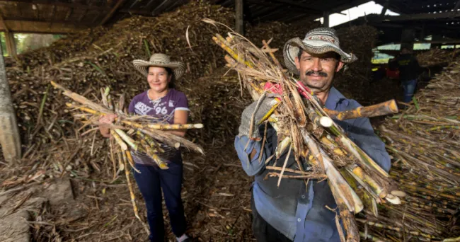 UPRA avanza en el proceso de construcción del Plan Maestro de Reconversión Productiva Agropecuaria de la caña panelera en Cundinamarca