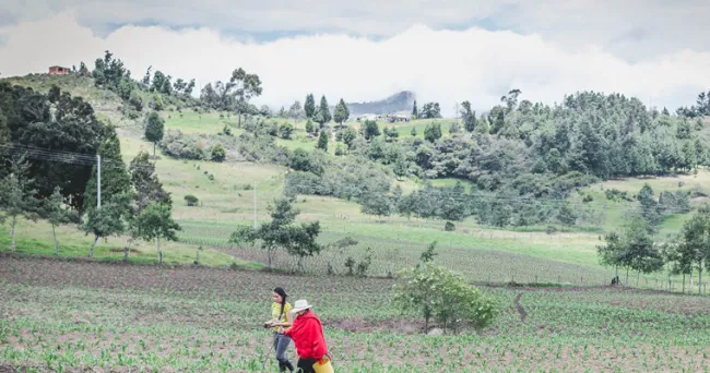 El agro no para de generar empleo en Colombia: durante junio, la ocupación rural aumentó en 3%