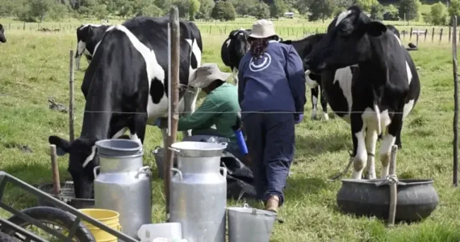 ¡Imparable! La ganadería genera más de un millón de empleos en el campo colombiano
