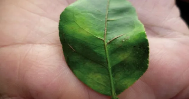 Cítricos. Cómo salvarlos de la pandemia que los pone en peligro