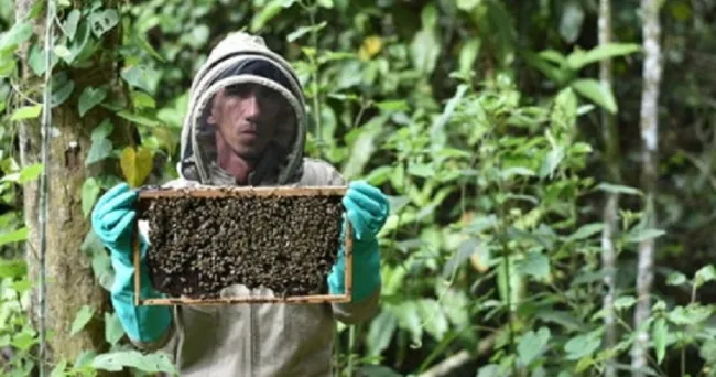 Aprovechar la apicultura puede traer varios beneficios a los cultivos de aguacate hass