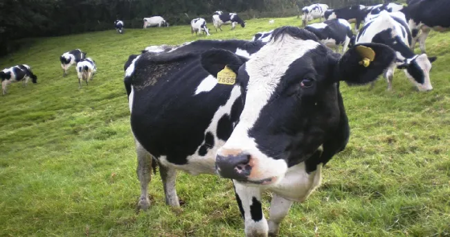 Frío extremo disminuiría producción de vacas lecheras