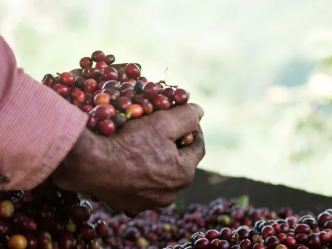La millonaria inversión para la renovación de cafetales en el país