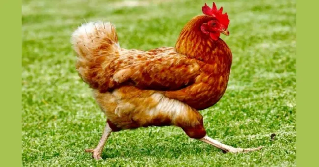 Morrisons presenta una gama de huevos sin carbono de gallinas alimentadas con insectos