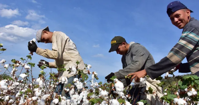 El meta tendrá nuevos cultivos para la producción de algodón