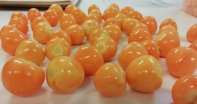 Uchuva en polvo: método para conservar propiedades naturales de esta superfruta