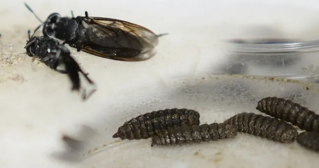 Científicas de la UNAL lideran iniciativa de agricultura circular con insectos en comunidades de excombatientes del Guaviare