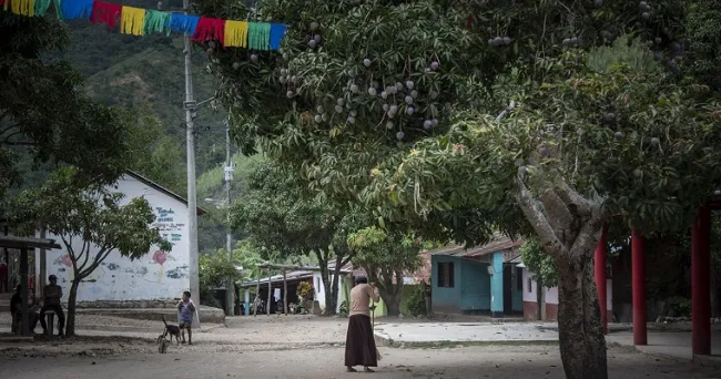 Citronela y limonaria bloquean acción de hongo que ataca cultivos de mango