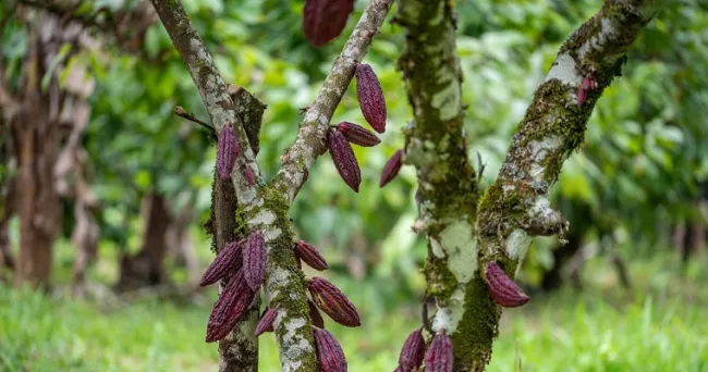 Cacao colombiano podría ser tan exitoso como el café, ¿cómo?