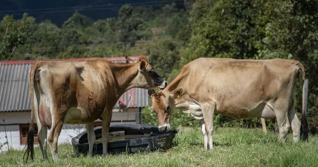 Aumentar la productividad en la ganadería bovina reduciría la huella de carbono