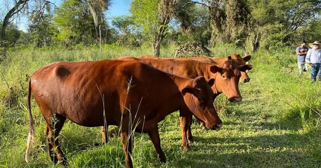 Raza ganadera Lucerna: prometedora candidata para programas de mejoramiento genético