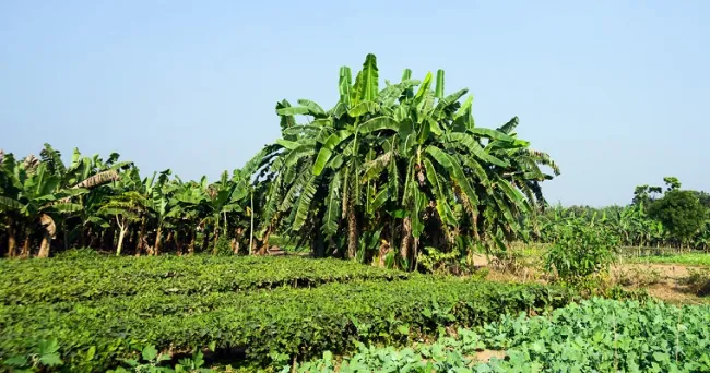 Monocultivos de plátano son más susceptibles a las plagas que plantaciones con más especies