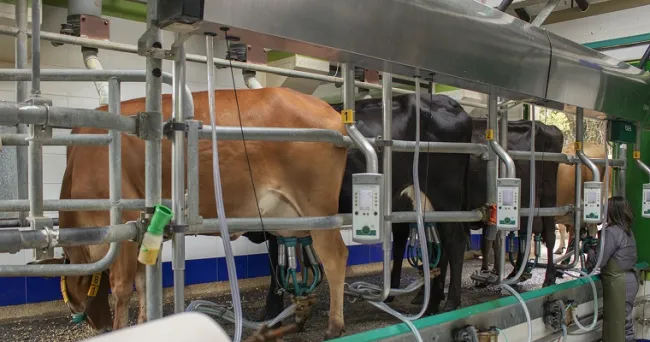 La mastitis bovina sigue siendo una enfermedad difícil de controlar, ¿por qué?