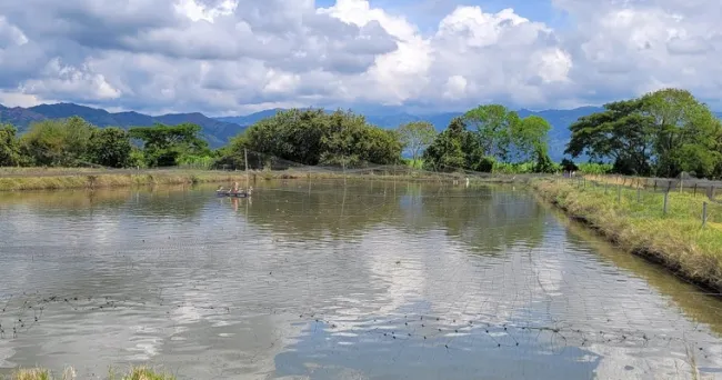Masculinización de tilapia roja sería más eficaz agregando probióticos y prebióticos a su dieta