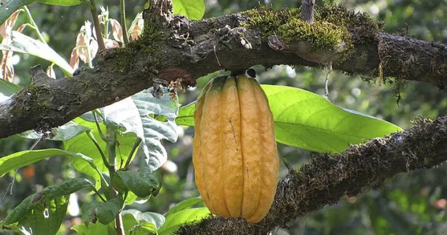 En residuos de cacao hallan valiosos compuestos antioxidantes