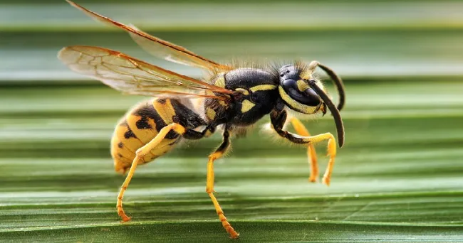 Avispas, controlador ideal de plagas de la palma en Cesar