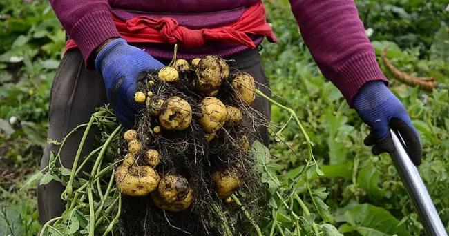 Identifican genes de papa criolla más tolerantes a la sequía
