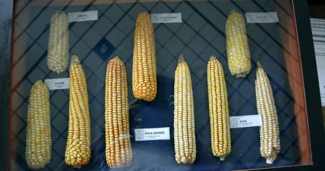 Diversidad del maíz colombiano se amplía con la caracterización de nuevas razas