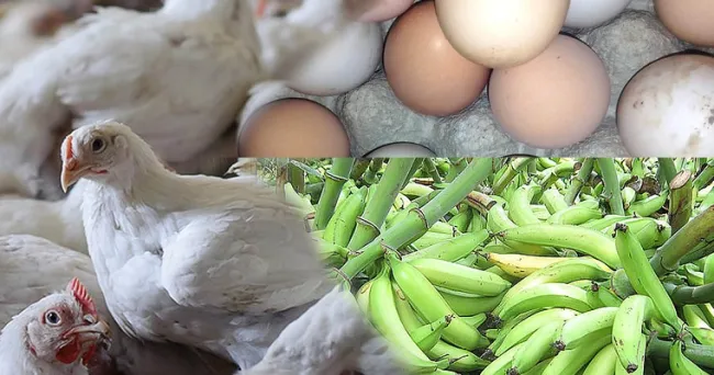 Huevos, pollos y plátanos agroecológicos tienen alta calidad de nutrientes