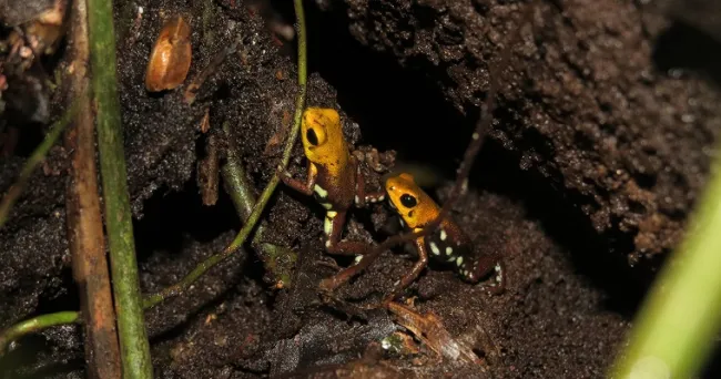 Ranas de Supatá estarían en riesgo por la pérdida de su hábitat