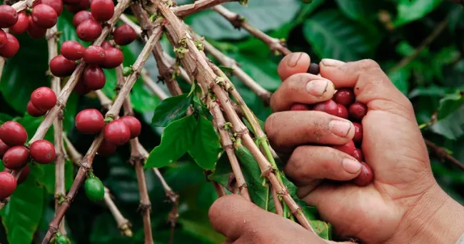 Emulsión de eucalipto y neem mitiga dañina acción de la roya del café