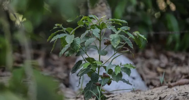 Café cultivado a la sombra es sostenible y de tipo exportación