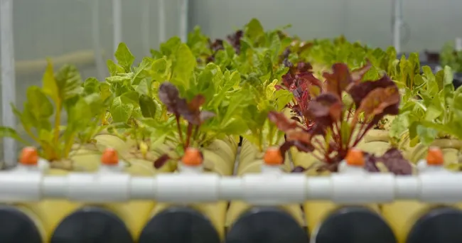 Sistema de recirculación de nutrientes produce lechugas en sistema hidropónico