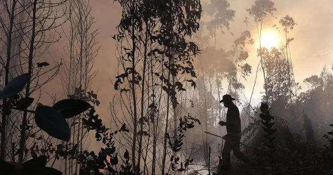 Limonaria y saeta, pastos propensos a propagar incendios forestales