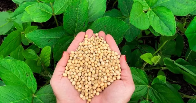 Se puede producir semilla de soya de calidad en la Orinoquia, según estudio de la UNAL