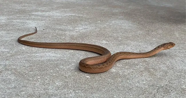 ¿Cómo se defiende la “falsa patoco”, serpiente autóctona del Caribe?