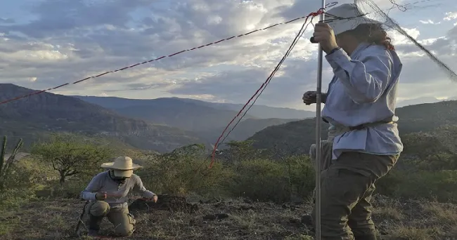 Murciélagos al borde la extinción en el país por pérdida de hábitat