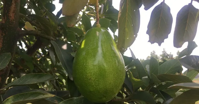 Controlar la floración del aguacate Lorena reduce su dependencia al agua