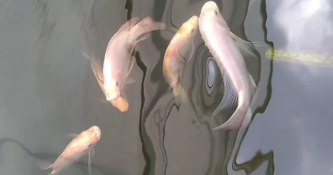 Sistema acuapónico tecnificado produce más y mejores lechugas y carpas