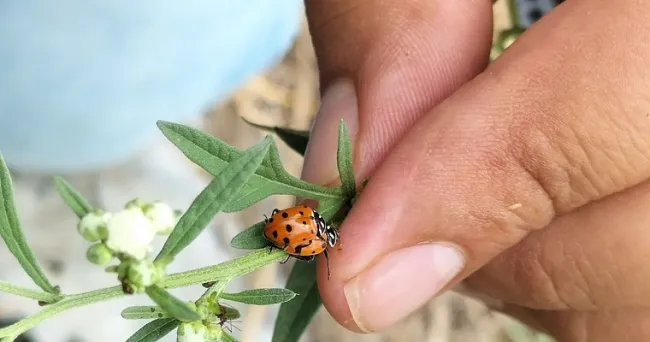 Insectos, aliados eficaces en el control de plagas de ají y fríjol